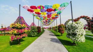 Again, this is in the Miracle Garden in Dubai where the water bills are sky high. Still, it's amazing how they got the umbrellas to stand like that.