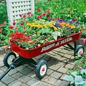 Now I'm not sure whether the red wagon should be used for this. Nevertheless, the flowers are quite pretty to say the least.
