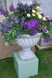 Now I've seen this in a lot of gardens and you can get it in a store. But these flowers sure are pretty though.
