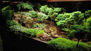 Now this is a lovely miniature garden that's set up like a forest. But though there's not much undergrowth under the bonsais, I'm sure the rocks give it a more realistic touch.