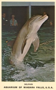 Yes, Bucky wasn't the kind of friendly dolphin at the aquarium and didn't care for people much. Well, unless he was allowed to murder and eat them. Still, that is the most evil looking dolphin I've ever seen.