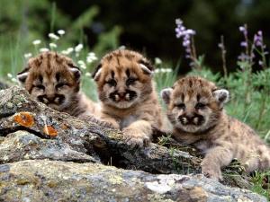 Awww, look at the cute cougar babies. Don't their faces just make you want to take one of them home with you? But remember that trying to pet or hold one of these adorable cubs is a quick way for its mother to send you to the ER and/or ICU. Yeah, you'd be an idiot to try to get one of these adorable kitties.