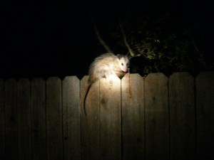 Many wild animals tend to be active at night like this opossum. Of course, this might explain why I have often found so many of their carcasses on roadsides. Also explains why I find deer tracks on the roads during some of my morning walks.