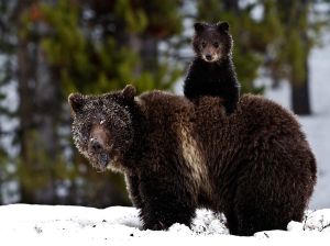 For the love of God, if you get between a mama bear and her cubs, you will be in for a world of pain. And no, I'm not exaggerating. Do not go anywhere near a bear and her cubs. Seriously, you will live to regret it in the emergency room, if you're lucky.