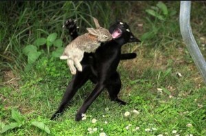 Real rabbits may not be as lethal as you might see in Monty Python and the Holy Grail. But they are hardly docile creatures and their teeth can inflict quite a bit of damage. It's said that male rabbits will rape and castrate rival males to secure breeding rights. They also headbutt and their kicks pack quite a bit of power for their size. Unfortunately, for this cat, I'm afraid the Holy Hand Grenade at Antioch wasn't at its disposal.