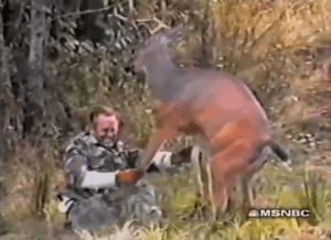 If you think that the most dangerous wild animals are predators, think again. Herbivores can be just as nasty. For instance, while deer are seen as the gentle giants of the forest, they're actually extremely dangerous, especially during rutting season. I call this picture Bambi's Revenge. Yes, he will pay dearly.