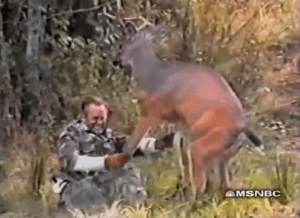 If you think that the most dangerous wild animals are predators, think again. Herbivores can be just as nasty. For instance, while deer are seen as the gentle giants of the forest, they're actually extremely dangerous, especially during rutting season. I call this picture Bambi's Revenge. Yes, he will pay dearly.