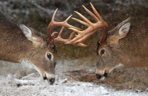 During the mating seasons, wild animals can be more aggressive than usual, particularly if they're stag males or males trying to mate with as many females as possible. For some, to say that comparing their mating seasons to Pon Farr isn't much of a stretch. This is especially the case with the deer rut in which the male antlered deer compete with each other for mates through sparing.