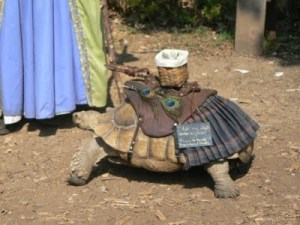 Now why would anyone take their pets to the Renaissance Festival is beyond me? I can understand wanting to dress your dog or cat. But dressing a turtle? That's kind of ridiculous.