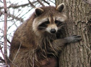 Though raccoons are better known for being active at night, it's not uncommon for some to be out in the daytime. So if a raccoon is out and about during the day and doesn't seem to show any other abnormal behavior, it's probably not rabies.
