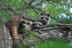 Yes, raccoons are adorable, I get it. But if we could successfully domesticate, we certainly would keep them as pets. Unfortunately, while raccoons have no fear of humans, they have very nasty tempers and their teeth and claws can kill pets as well as send people to the emergency room. They're also the biggest carrier of rabies in North America. So no, they don't make very good pets whatsoever. Too bad the Japanese didn't learn from the Americans on this which gave rise to raccoon infestation in their country.