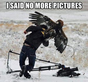When you want to take pictures of animals, remember to keep a reasonable distance and use the zoom lens. Of course, I'm not sure about this guy's situation. I mean birds can fly pretty fast.