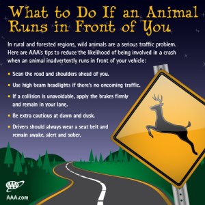 Large wild animals can pose serious traffic problems. Thus, if you see any large wild animal on the road, remember to slow down and give it the right of way. Let's just say it'll save your life. Here's some more tips about sharing the road with wild animals.