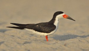The Black Skimmer's remarkable bill sets it apart from all other American birds. Its large red and black bill is knife thin and the lower manible is longer than the upper. The bird drags the lower bill through the water as it flies through the water it flies along, hoping to catch a small fish.