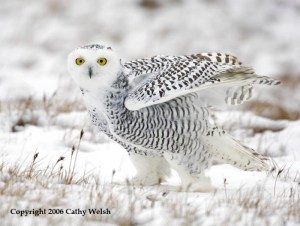 Now this is the kind of bird I think about when it comes to Alaska. This is a magnificent bird of prey that the state could be proud of. Hell, it's even one of the few birds that can even get non-birders to come out for a look.