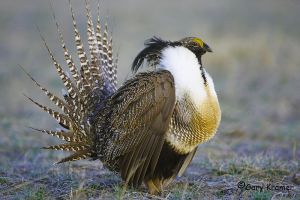 The Gunnison Sage Grouse is known for its elaborate courtship ritual with males congregating in a lek 