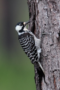 A rare bird, the Red-Cockaded Woodpecker lives in the mature pine forests of the American South. While it pecks on wood like most woodpeckers, it specifically seeks living pines with red heart fungal disease. Such specificity of its habitat makes it extremely vulnerable to habitat loss.