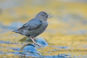 Now the American Dipper might not look any more than a stocky gray bird. But as North America's only songbird, it has an extra eyelid to see underwater. It's also known for its domed, ball-like nest near waterways.