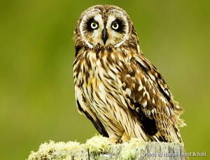The Pueo is a actually subspecies of the Short-Eared Owl that is endemic in Hawaii. But it has been attributed by Hawaiian mythology as one of the physical forms assumed by ʻaumakua who were the ancestor spirits of Hawaiian mythology.
