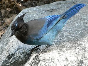 The Steller's Jay moves around with bold hops of their long legs, both on the ground and on the spokelike main branches of conifers. It also has incredible spatial memories as well as rob caches and nests of other birds. They are very social and can sometimes join mixed species flocks. Not to mention, it can keep up a running commentary on events as well as instigate mobbing of predators and other dangerous intruders.
