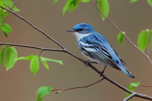 The Cerulean Warbler is the fastest declining neotropical migrant songbird. Yet, despite its problems, there seems to be declining in West Virginia a lot slower than other places. No one knows why.