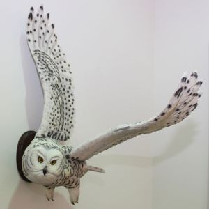 Of course, I see where it's hung. However, it's still quite gorgeous with its wings spread out like that. Kind of see why Harry had an owl like this.