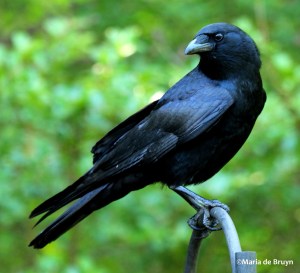 The American Crow is a true survivor since it's highly adaptable, social, and intelligent that no matter how much humans want to kill them, they will keep coming. They're also known for traveling in family groups of up to 15 and contain young from 5 different years. They can sometimes make and use tools.