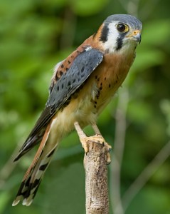 The American Kestrel is the smallest falcon of North America. Yet, it packs a predator's intensity into its small body. It can also see ultraviolet light and hide surplus kills to save food in lean times and conceal it from thieves.