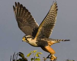 Now the Aplomado Falcon might have a small sustaining population in Southern Texas. But this is the predator most small birds fear which says a lot. Besides, this is the kind of raptor that would make a state bird Texans would be proud of.