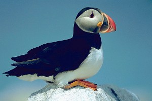 The Atlantic Puffin looks like the clown of the sea and its US breeding spot is off the coast of Maine. Its bright colors make it one of Maine's most popular birds that their nesting colonies have become significant tourist destinations for birdwatchers.