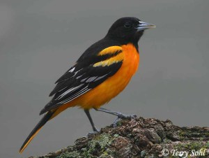 Since the Cleveland Browns decided to high tail it to Baltimore and change their name to the Ravens, I think it's only fair that Ohio gets to use the Baltimore Oriole as its state bird. From now on, it'll be known as the 