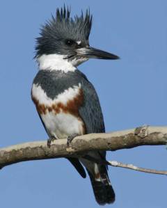 The Belted Kingfisher always seems to have an air of self-importance while patrolling up and down rivers and shorelines. It's also one of the few species where the female is more colorful than the male. As you've seen in most bird species, this isn't the case.
