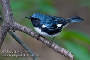 The Black-Throated Blue Warbler is a deep forest bird of the American northeast. Of course, it's said the sexes of this bird look so different that they were originally described as 2 different species.