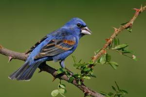 The Blue Grosbeak is a member of the same family as the Northern Cardinal even if you might not have heard of it. And since Kentucky is the Bluegrass State, perhaps this would make a more appropriate state bird. Just call it a 