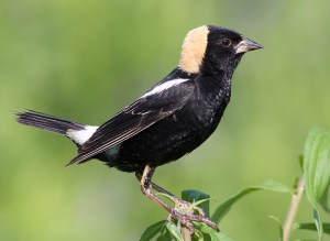 The Bobolink is said to be one of the world's most impressive songbird migrants traveling some 12,500 miles from South America per year. In their lifetime it's said they may travel the equivalent of 4 or 5 times around the circumference of the earth. Also, while a male may mate with several females, each clutch of eggs laid by a single female may have multiple fathers.