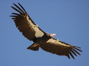Though the California Condor is a scavenging buzzard, it's been seen as an important symbol for Native American mythology in California. It's also the largest land bird in North America and one of the longest living.