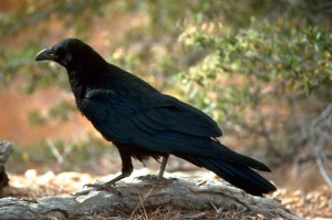 Edgar Allan Poe might not have spent a lot of time in Baltimore but since he died under mysterious circumstances in 1849, he will always be associated with the state of Maryland. And since he's most famous for 