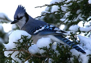 Yes, I know the Blue Jay has a reputation for being an obnoxious and aggressive bird. But they're also quite beautiful, intelligent, and tough. I mean they're known to chase hawks and owls.