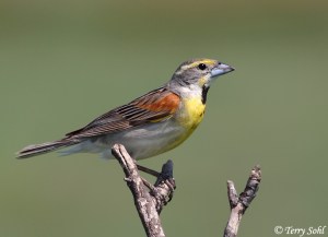 The Dickcissel is a grassland bird that prefers the fields of the Midwest. The males are also said to have up to six mates but most usually have one or two.