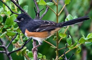 The Eastern Towhee is a large and striking sparrow as well as the bird of the undergrowth. It's said its rummaging makes far more noise than what you'd expect for their size. 