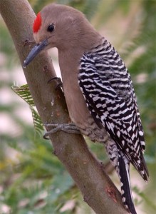 While the Gila Woodpecker might be small, they are an important protector of the saguaro cactus. Not only does it eat insects that might harm the cactus, it also cuts away unhealthy flesh from the plant as well. They are also more common in Arizona than the Cactus Wren and prettier, too.