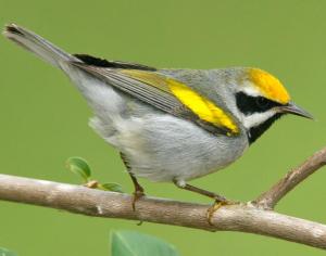 Minnesota has the highest remaining density of the Golden-Winged Warbler. In fact, it's home to about half its global population. However, these birds have also experienced one of the steepest declines of any songbird species in the last 45 years.