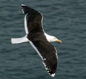 Rhode Island may be a small state, but it's part of the summer breeding range of the Great Black-Backed Gull, which is the largest gull in the world. As one earl observer noted, “It surely seemed to be a king among the gulls, a merciless tyrant over its fellows, the largest and strongest of its tribe. No weaker gull dared to intrude upon its feudal domain.”