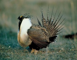 The Greater Sage-Grouse may only inhabit northern Nevada. But I'm sure the male of this species looks like he's straight from Las Vegas.