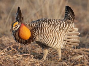 The male Greater Prairie Chicken is a highly territorial bird that often defends his booming grounds. It's the place where he performs his display to attract females by inflating the air sacs on their neck. It's said that one or two of the most dominant males do 90% of the mating.