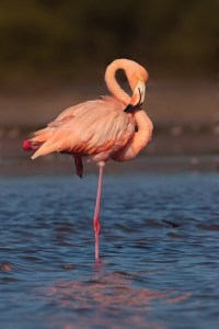 Now the American Flamingo isn't as common in Florida as some of its other birds. And it's only recently that they have returned to the Everglades. However, it's still the bird that comes to mind when you think of Florida. So why this isn't Florida's state bird already is beyond me.