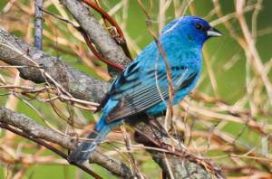 The Indigo Bunting is said to migrate at night, using the stars for guidance. It's also said to possess an internal clock, enabling it to adjust their angle orientation to a star, even as that star moves through the night sky.