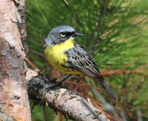 Kirtland's Warbler is a rare bird of Michigan's jack pine forests. It depends on fire to provide small trees and open areas meeting its nesting requirements. Yes, this bird really hates Smoky the Bear's guts.