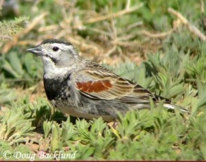 McCown's Longspur is the songbird of the barren ground in the Great Plains such as short grass prairies and overgrazed pastures. The male is known to maintain its territory through aerial displays. 