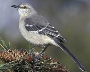 While the Northern Mockingbird can be found anywhere, Alabama's association with Harper Lee and the Civil Rights Movement kind of makes it an appropriate state bird there. As Lee put it, To Kill a Mockingbird is to kill what is innocent and harmless like Tom Robinson. 